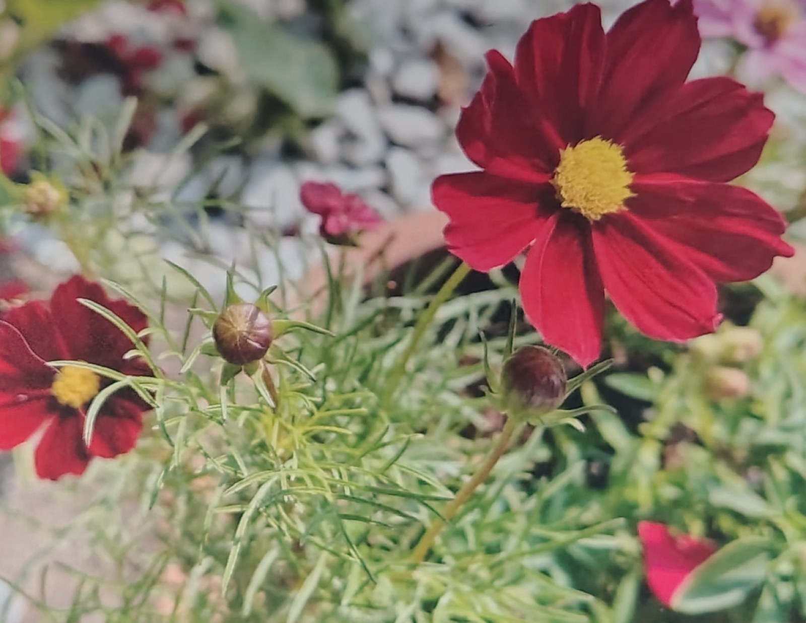 Card front: deep red cosmos with a gold centre and two closed buds.