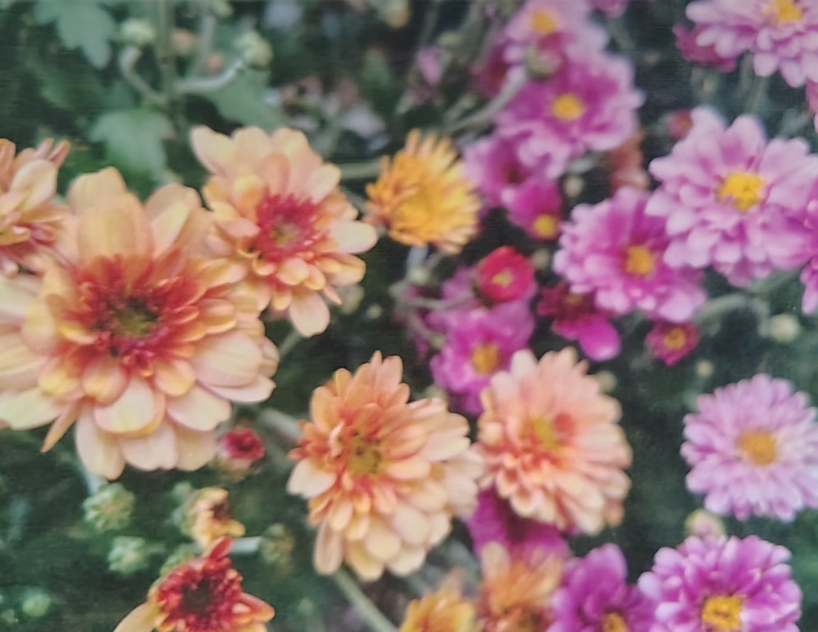 Card front: pink and peach chrysanthemums against dark leaves.