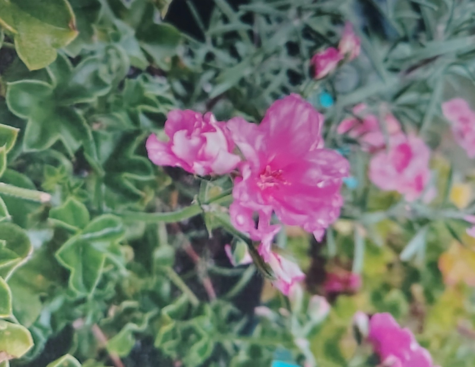 Card front: ruffled pink blooms among green leaves.